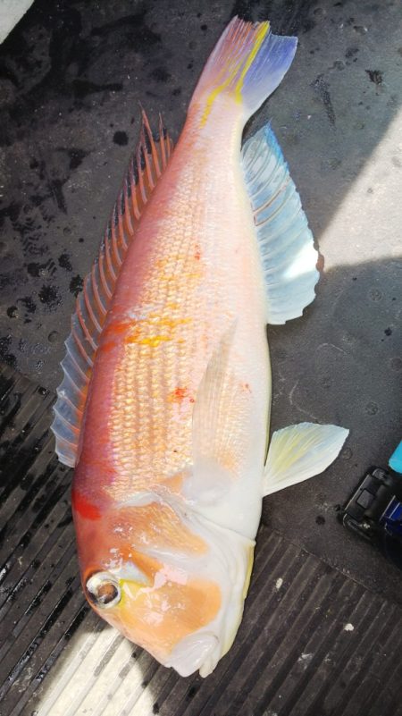 第二龍勢丸 釣果