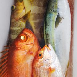 第二龍勢丸 釣果