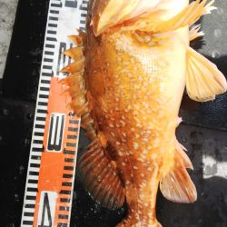 第二龍勢丸 釣果