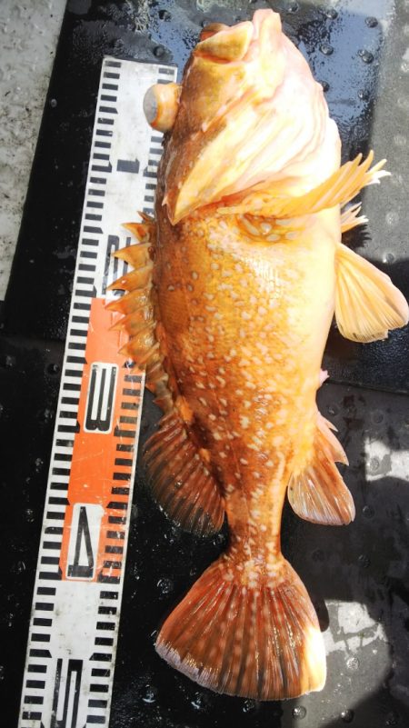 第二龍勢丸 釣果