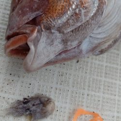 タイラバ遊漁船 ワンピース 釣果