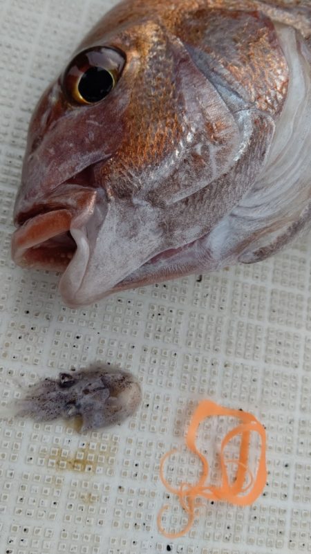 タイラバ遊漁船 ワンピース 釣果