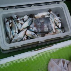 金沢八景鴨下丸 釣果