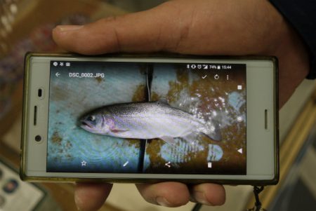 としまえんフィッシングエリア 釣果