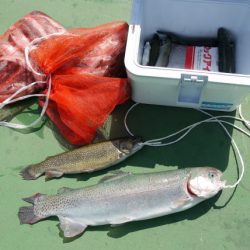 としまえんフィッシングエリア 釣果