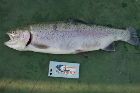 としまえんフィッシングエリア 釣果