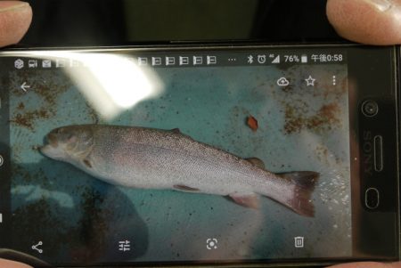 としまえんフィッシングエリア 釣果