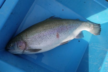 としまえんフィッシングエリア 釣果