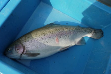 としまえんフィッシングエリア 釣果