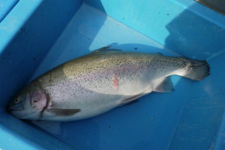 としまえんフィッシングエリア 釣果