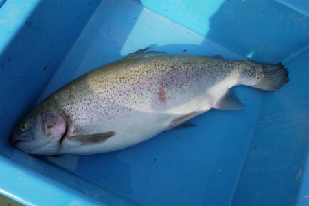 としまえんフィッシングエリア 釣果