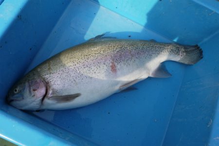 としまえんフィッシングエリア 釣果