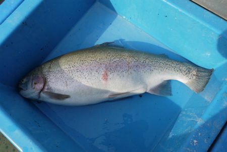 としまえんフィッシングエリア 釣果