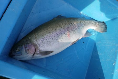 としまえんフィッシングエリア 釣果