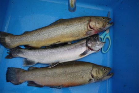 としまえんフィッシングエリア 釣果