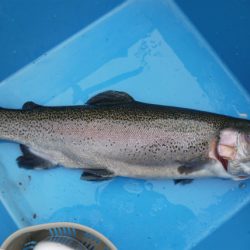 としまえんフィッシングエリア 釣果