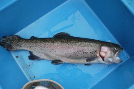 としまえんフィッシングエリア 釣果