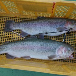 としまえんフィッシングエリア 釣果