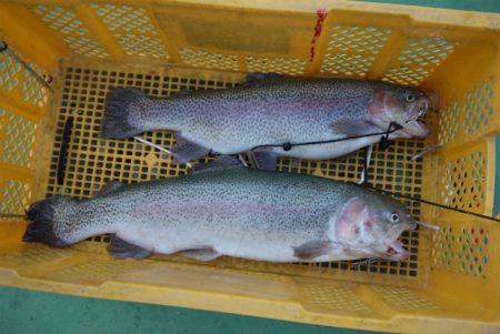 としまえんフィッシングエリア 釣果