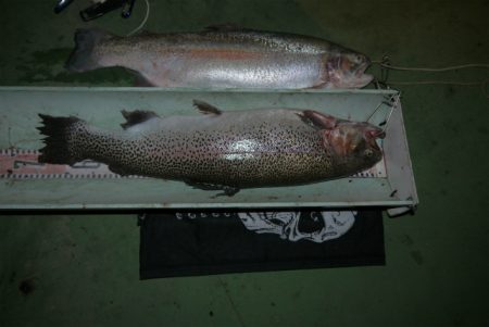 としまえんフィッシングエリア 釣果