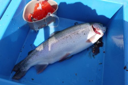 としまえんフィッシングエリア 釣果