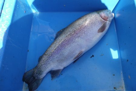 としまえんフィッシングエリア 釣果