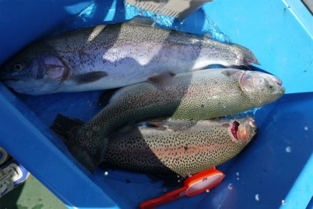 としまえんフィッシングエリア 釣果