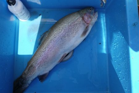 としまえんフィッシングエリア 釣果