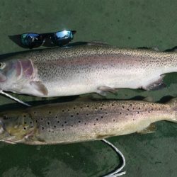 としまえんフィッシングエリア 釣果