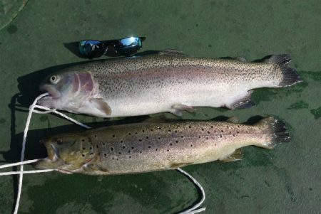 としまえんフィッシングエリア 釣果