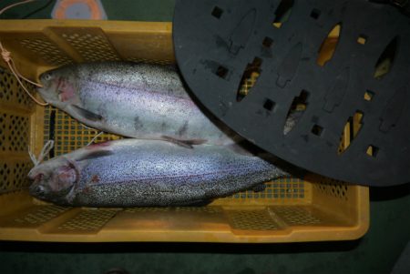 としまえんフィッシングエリア 釣果