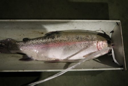 としまえんフィッシングエリア 釣果