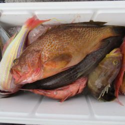 真祐丸 （しんゆうまる） 釣果