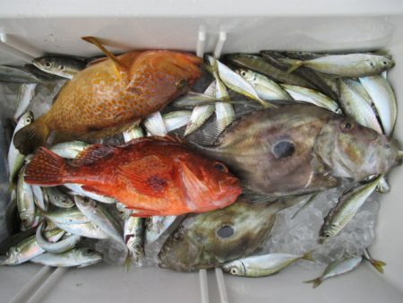 真祐丸 （しんゆうまる） 釣果