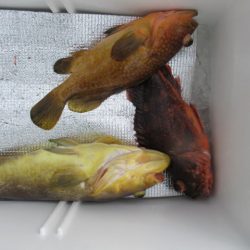 真祐丸 （しんゆうまる） 釣果