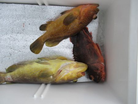 真祐丸 （しんゆうまる） 釣果