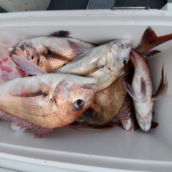 海晴丸 釣果