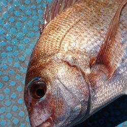 シースナイパー海龍 釣果