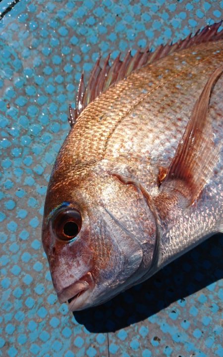 シースナイパー海龍 釣果