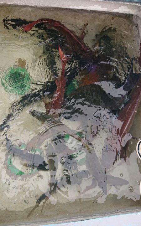 シースナイパー海龍 釣果