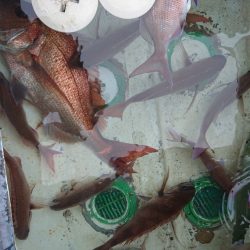 シースナイパー海龍 釣果