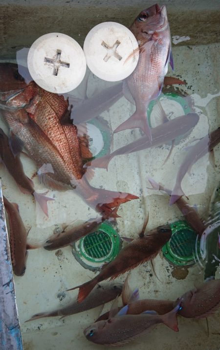 シースナイパー海龍 釣果