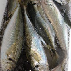 シースナイパー海龍 釣果