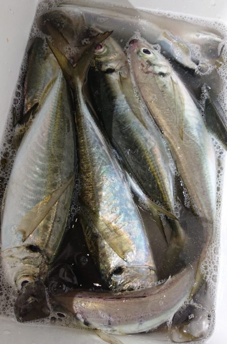 シースナイパー海龍 釣果