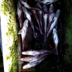 フィッシングガイド りょう 釣果