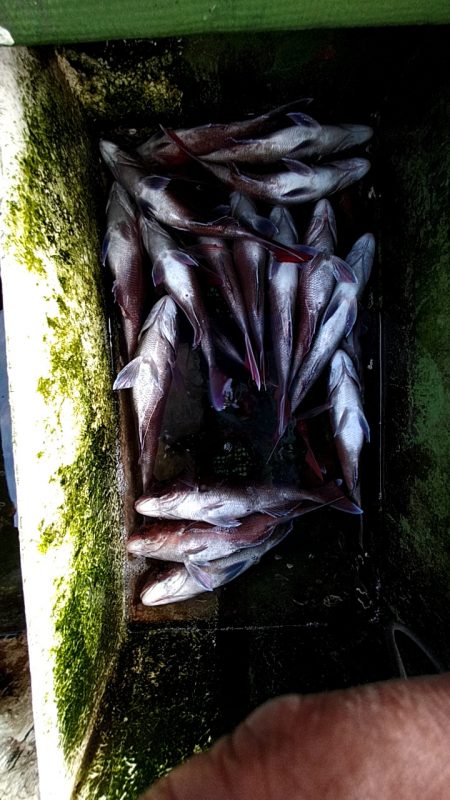 フィッシングガイド りょう 釣果