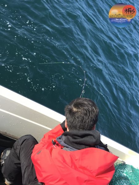 幕島丸 釣果