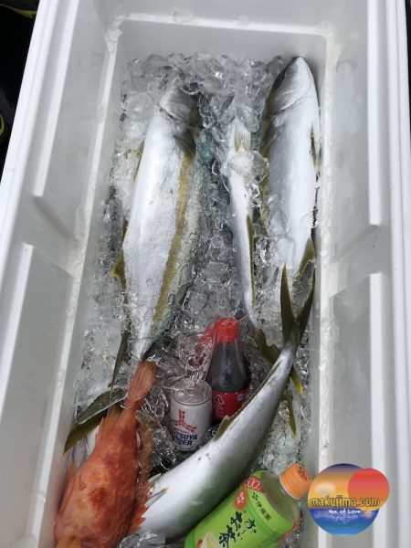 幕島丸 釣果