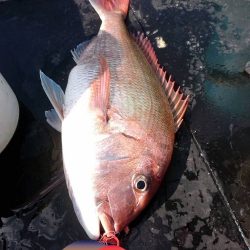 幕島丸 釣果