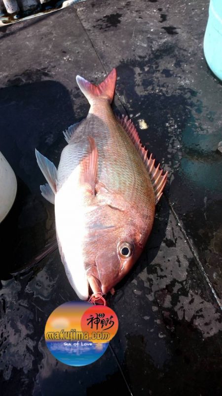 幕島丸 釣果